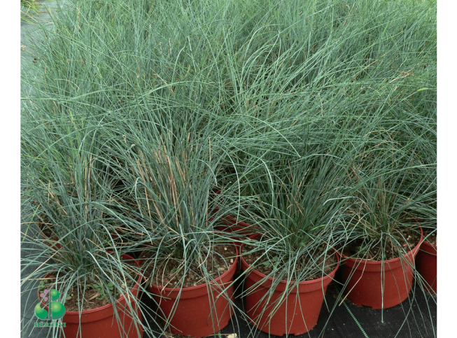 Festuca glauca   'Festina'